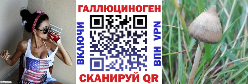 blacksprut зеркало  Александров  Псилоцибиновые грибы Psilocybine cubensis  купить наркотик 