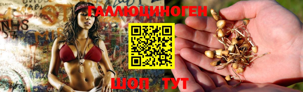 Александров  Галлюциногенные грибы Cubensis  Вход с VPN  Галлюциногенные грибы Psilocybe 